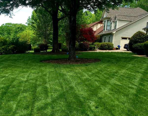 lawn-care-maintenance-greenville_cropped